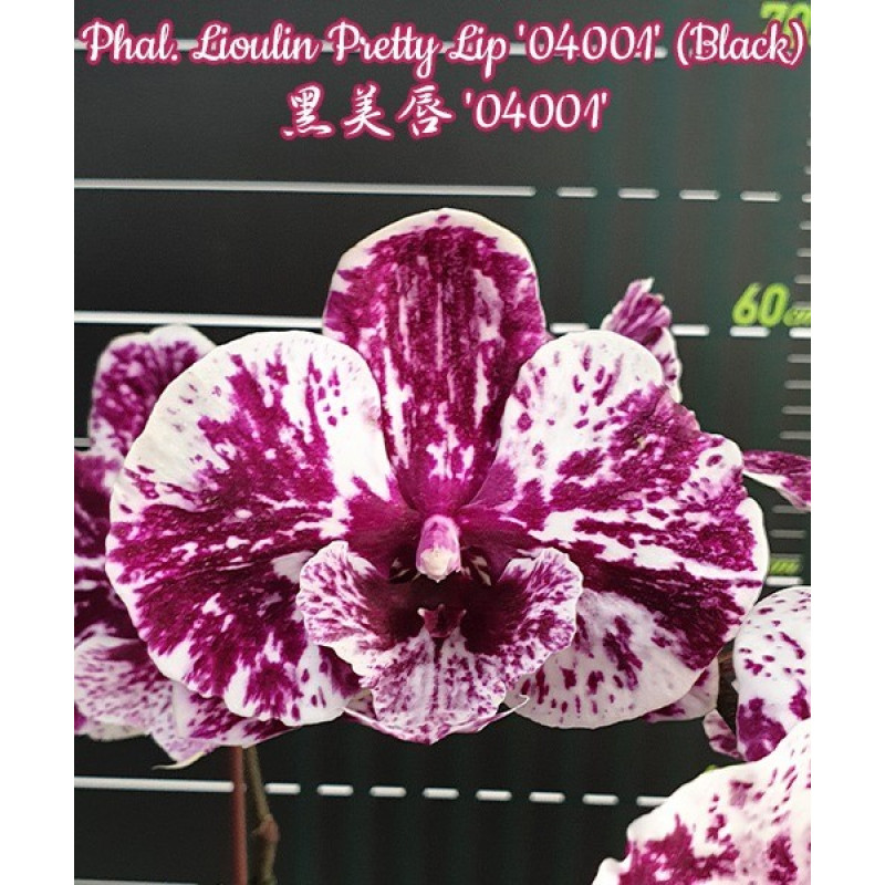 Лилипутан лолипопты жалады Лилипутан лолипопты жалады